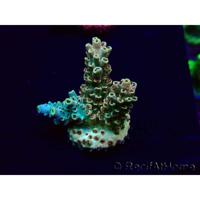 WYSIWYG Acropora Maricultura aclimatada LED