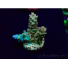 WYSIWYG Acropora Maricultura aclimatada LED