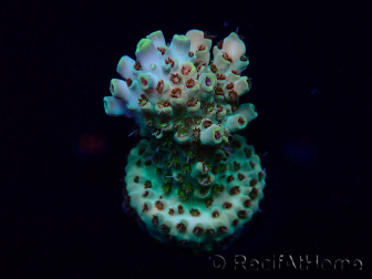 WYSIWYG Acropora Marikultur akklimatisiert LED