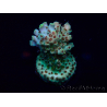 WYSIWYG Acropora 15A3 Mariculture acclimaté led