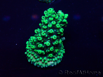 WYSIWYG Acropora 15A4 Mariculture acclimaté led