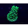 WYSIWYG Acropora Australia acclimated LED