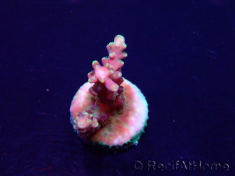 WYSIWYG Acropora Marikultur akklimatisiert LED