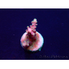 WYSIWYG Acropora Marikultur akklimatisiert LED