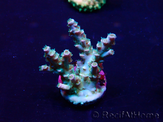 WYSIWYG Acropora tenuis 15B2 Mariculture acclimaté led