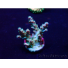 WYSIWYG Acropora tenuis 15B2 Mariculture acclimaté led