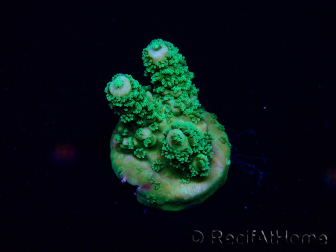 WYSIWYG Acropora 15B7 Mariculture acclimaté led
