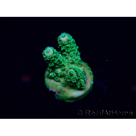 WYSIWYG Acropora Mariculture acclimaté led