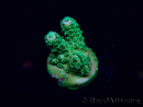 WYSIWYG Acropora Marikultur akklimatisiert LED