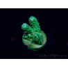 WYSIWYG Acropora Maricoltura acclimatata led