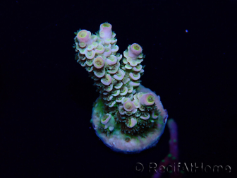 WYSIWYG Acropora Maricultuur geacclimatiseerd LED