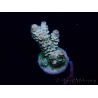 WYSIWYG Acropora Marikultur akklimatisiert LED