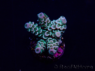 WYSIWYG Acropora Marikultur akklimatisiert LED