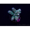 WYSIWYG Acropora tenuis Maricoltura acclimatata a LED