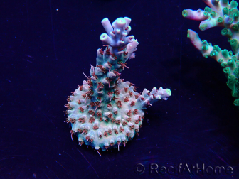 WYSIWYG Acropora 15C6 Mariculture acclimaté led