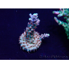 WYSIWYG Acropora 15C6 Mariculture acclimaté led