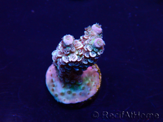 WYSIWYG Acropora tenuis Maricultura aclimatada led