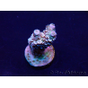 WYSIWYG Acropora tenuis 15C8 Mariculture acclimaté led