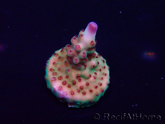 WYSIWYG Acropora Marikultur akklimatisiert LED