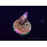 WYSIWYG Acropora Marikultur akklimatisiert LED