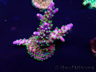 WYSIWYG Acropora Marikultur akklimatisiert LED