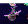 WYSIWYG Acropora Marikultur akklimatisiert LED
