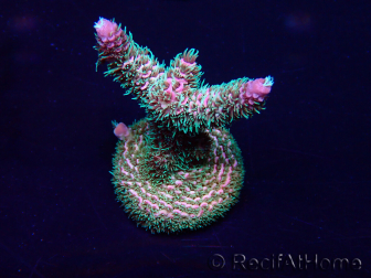 WYSIWYG Acropora millepora Mariculture acclimated LED