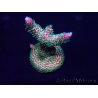 WYSIWYG Acropora millepora Mariculture acclimated LED