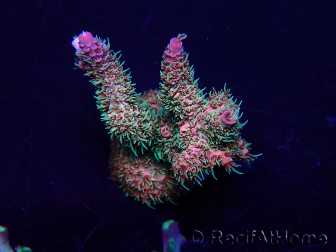 WYSIWYG Acropora Maricultura aclimatada LED