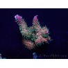 WYSIWYG Acropora Maricultura aclimatada LED