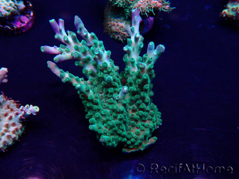 WYSIWYG AcroporaMariculture acclimated LED