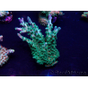 WYSIWYG AcroporaMaricultura aclimatada led