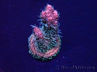 WYSIWYG Acropora Marikultur akklimatisiert LED