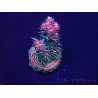 WYSIWYG Acropora Maricoltura acclimatata led