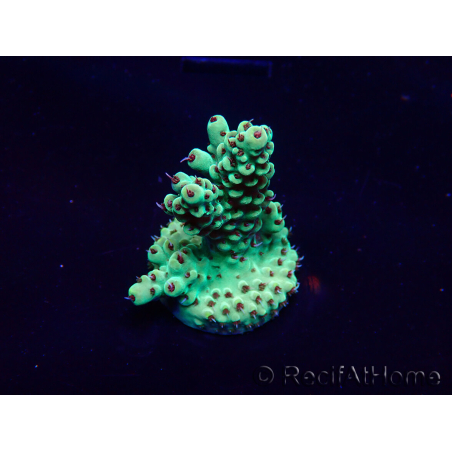 WYSIWYG Acropora Maricoltura acclimatata a LED