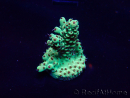 WYSIWYG Acropora Mariculture acclimated led