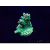 WYSIWYG Acropora Geacclimatiseerde maricultuur LED