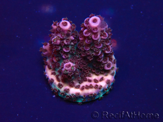WYSIWYG Acropora 15D11 Mariculture acclimaté led