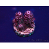 WYSIWYG Acropora 15D11 Mariculture acclimaté led