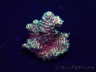 WYSIWYG Acropora 15E2 Maricultura aclimatada LED