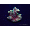 WYSIWYG Acropora 15E2 Acquacoltura acclimatato led