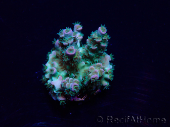 WYSIWYG Acropora Marikultur akklimatisiert LED