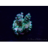 WYSIWYG Acropora Maricoltura acclimatata a LED