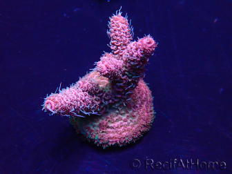 WYSIWYG Acropora akklimatisiert LED