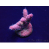 WYSIWYG Acropora acclimated LED