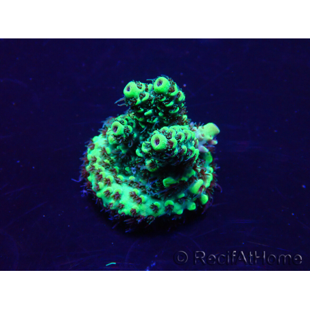 WYSIWYG Acropora acclimated LED