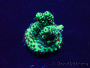 WYSIWYG Acropora akklimatisiert LED