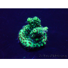 WYSIWYG Acropora aclimatado led