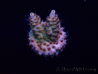 WYSIWYG Acropora 15E9 Mariculture acclimaté led