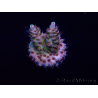 WYSIWYG Acropora 15E9 aclimatada LED